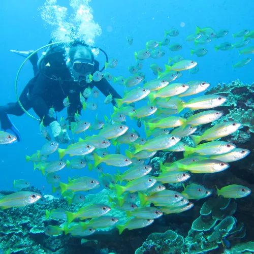 Croisières sur les îles Similan &amp;amp; Richelieu Rock (15 plongées) Visuel